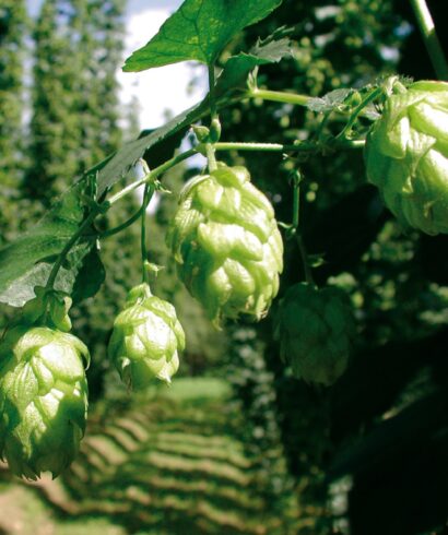 Hopfendolde