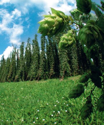 Hopfenfeld