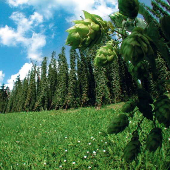 Hopfenfeld